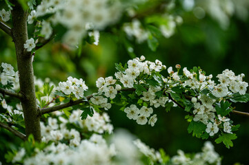 Blüten, Frühjahr, Obst, Früchte, Ernte, Bestäubung