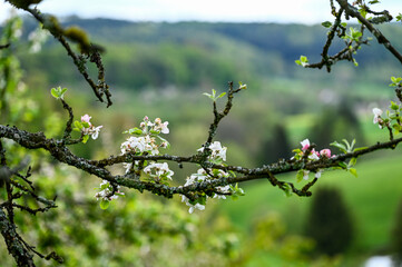 Blüten, Frühjahr, Obst, Früchte, Ernte, Bestäubung