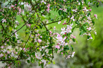Blüten, Frühjahr, Obst, Früchte, Ernte, Bestäubung