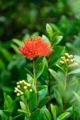 Flower of rata tree on the Heaphy Track, Karamea, West Coast, New Zealand.
