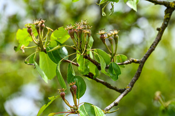 Blüten, Frühjahr, Obst, Früchte, Ernte, Bestäubung