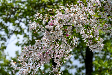 Blüten, Frühjahr, Obst, Früchte, Ernte, Bestäubung