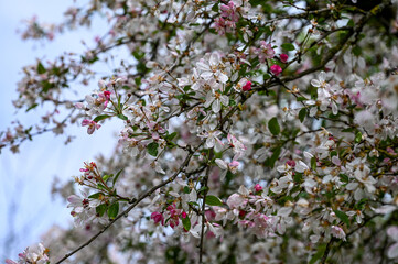 Blüten, Frühjahr, Obst, Früchte, Ernte, Bestäubung