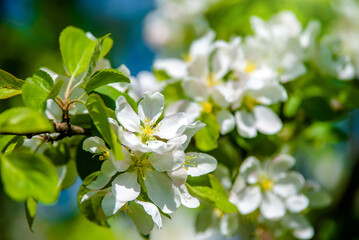 appletree blossom branch in the garden in spring
