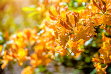 orange rhododendron blooms in the Botanical garden
