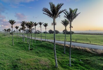 Quient country road, farmland and Nikau Palm Trees at sunset in Karamea, West Coast, New Zealand.