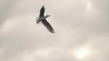 A seagull flies with food in its beak