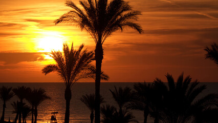 Obraz premium Silhouettes of palm trees on the seashore. Sunrise in the tropics.