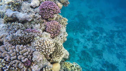 Underwater world of the Red Sea