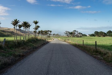 Quiet country road, farmland and Nikau Palm Trees at sunset in Karamea, West Coast, New Zealand.