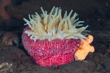 A magical sea anemone 
