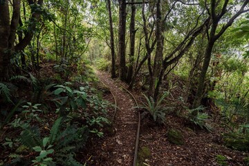 Rails running through a forest in the Abandoned historic Mitchells Gully Goldmine, Westport, West Coast, New Zealand.