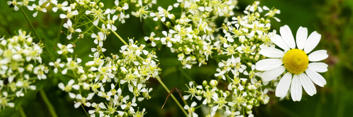 Bedstraw tenacious and chamomile perennial medicinal plants. Web-banner