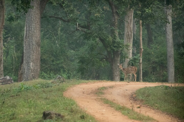 path in the forest