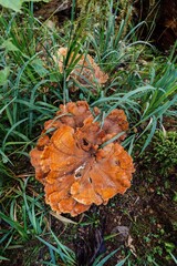 Fungi mushroom in native forest in the Opara Basin Arches, Karamea, West Coast, New Zealand.