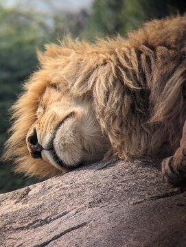 Lion of Serengeti