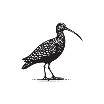 recommend clip art: Black Vector Silhouette of a Curlew, Dancing Along the Shoreline in Elegance- Curlew Vector - Curlew Illustration.