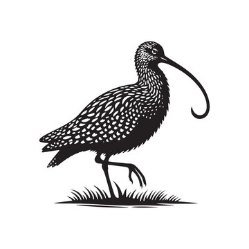 recommend clip art: Black Vector Silhouette of a Curlew, Dancing Along the Shoreline in Elegance- Curlew Vector - Curlew Illustration.
