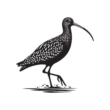 recommend clip art: Black Vector Silhouette of a Curlew, Dancing Along the Shoreline in Elegance- Curlew Vector - Curlew Illustration.