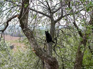 Portrait of a beautiful black cat posing on the street.