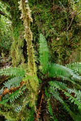 Native fern in the Opara Basin, Karamea, West Coast, New Zealand.