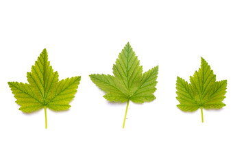 Fototapeta premium Currant green leaves isolated on the white background. Top view.