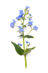 Myositis forget me not flowers isolated on the white background. Top view.