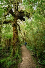 Man walking on native rainforest trail in the Opara Basin, Karamea, West Coast, New Zealand.