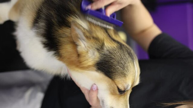 Corgi dog being groomed in a salon