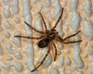 Agelenopsis aperta or desert grass spider, macro photo.