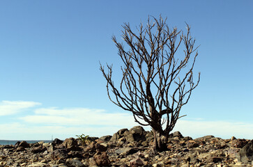 Dead mangrove tree standing alone on a rocky beach against a blue sky