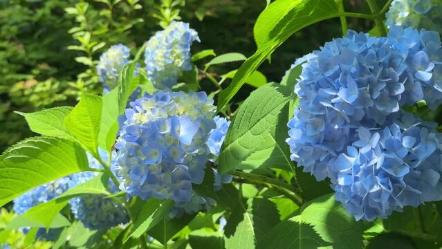 Close-up of vibrant blue hydrangeas in full bloom on a sunny day