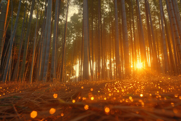 A forest with a sun shining through the trees