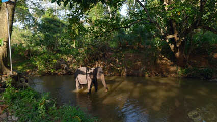 Naklejka premium Little elephant in river. Action. Baby elephant is playing in river in jungle. Little elephant is playing alone in river in jungle