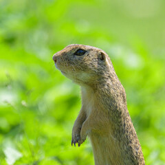 A European ground squirrel in a meadow in spring