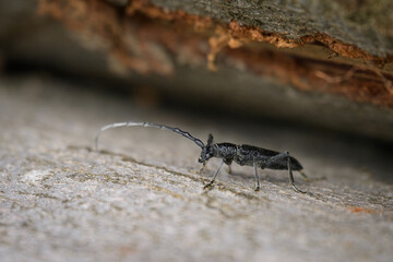 A capricorn beetle sitting on a tree trunk