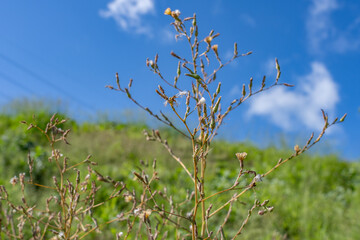 Lactuca serriola,  prickly lettuce, milk thistle，compass plant, and scarole, is an annual or biennial plant in the tribe Cichorieae within the family Asteraceae.  Pearl Harbor, Oahu Hawaii Plant