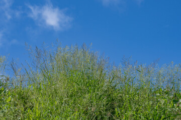 Megathyrsus maximus, known as Guinea grass and green panic grass,Urochloa maxima, Panicum maximum. Pearl Harbor, Oahu Hawaii Plant

