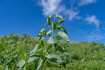 Nicotiana glauca is a species of flowering plant in the tobacco genus Nicotiana of the nightshade family Solanaceae. tree tobacco.  Pearl Harbor, Oahu Hawaii Plant