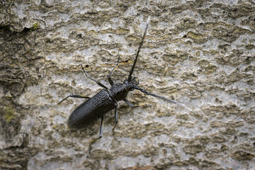 A capricorn beetle sitting on a tree trunk