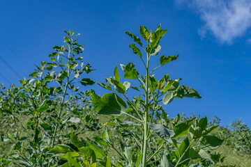 Nicotiana glauca is a species of flowering plant in the tobacco genus Nicotiana of the nightshade family Solanaceae. tree tobacco.  Pearl Harbor, Oahu Hawaii Plant