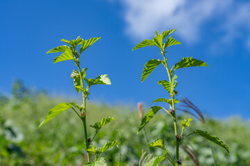 Malvastrum coromandelianum, also known as threelobe false mallow, is an annual or perennial herb or shrub native to North and South America.   Pearl Harbor, Oahu Hawaii Plant