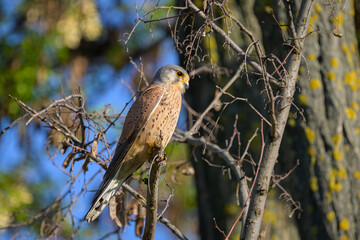 A Common Kestrel sitting on a small branch