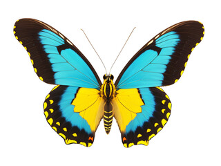 butterfly yellow cyan isolated on transparent background