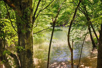 Naklejka premium Beautiful lake and spring landscape in Seven Lakes, Yedigoller National Park Bolu, Turkey