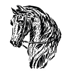 horse head sketch vector