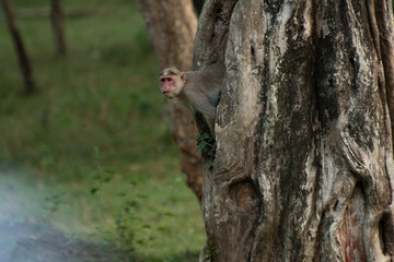 Monkey on tree