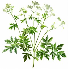 Obraz premium A vibrant array of flowers bloom against a pristine white backdrop