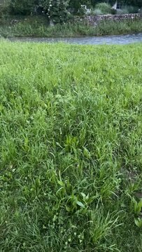 campo con grilli che cantano