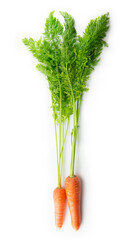 Two fresh harvested carrots with green leaves still intact. Isolated on white.